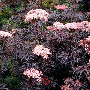 Black Lace™ Elderberry