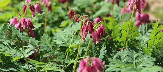 Luxuriant Fringed Bleeding Heart