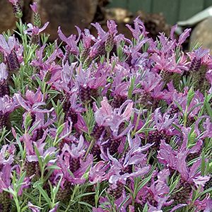 Blueberry Ruffles French Lavender