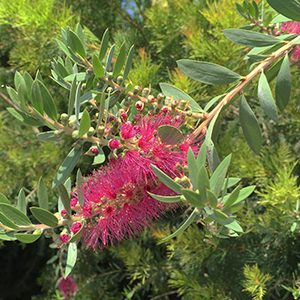 Bottle Pop™ Neon Pink Bottlebrush, Callistemon viminalis 'Neon Pink