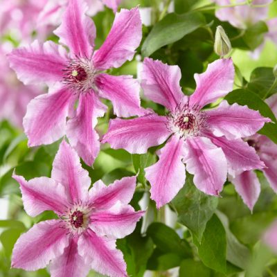 Boulevard® Cherokee™ Clematis