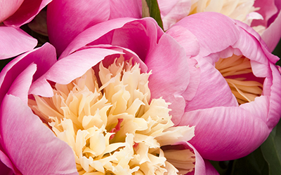 Bowl-of-Beauty-Herbaceous-Peony-400x250