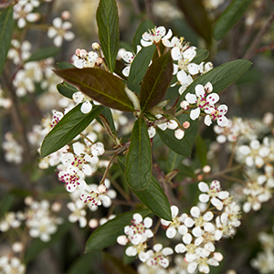 Brilliant Red Chokeberry