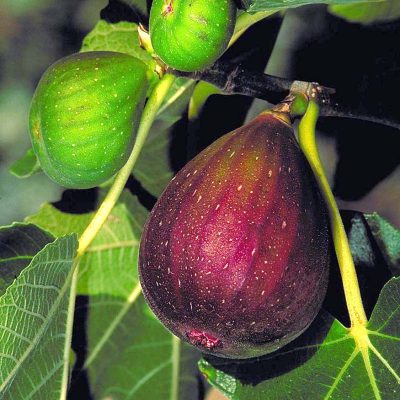 Brown Turkey Fig fruit on tree