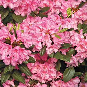 Bubblegum Rhododendron