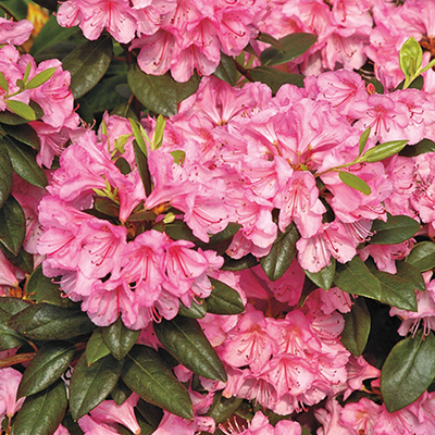 Bubblegum Rhododendron