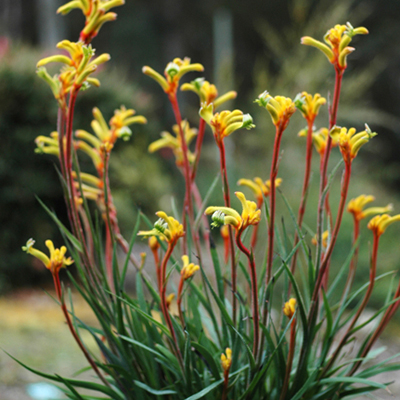 Bush Tenacity Kangaroo Paw