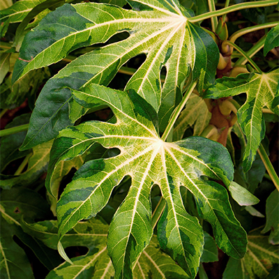 Camouflage™ Variegated Japanese Aralia