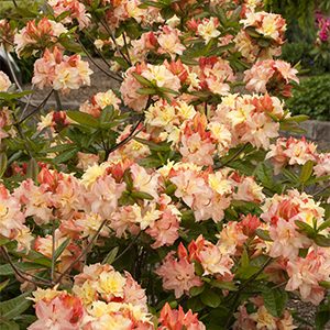 Cannon’s Double Azalea (Azalea x ‘Cannon’s Double’ (Exbury hybrid)