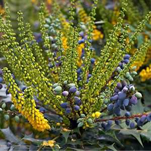 Charity Mahonia (Mahonia x media ‘Charity’)