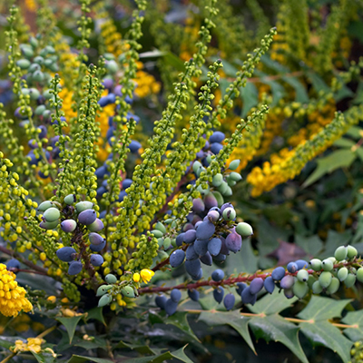 Fall S Fruiting Shrubs