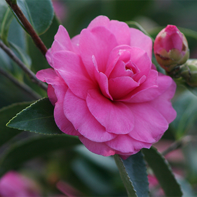 Chansonette Camellia