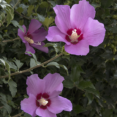 Chateau™ d’Amboise Rose of Sharon