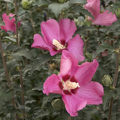 Chateau™ de Chambord Rose of Sharon