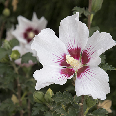 Chateau™ de Versailles Rose of Sharon 