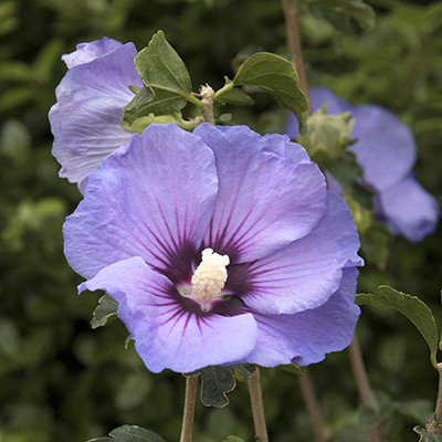 Chateau™ de Versailles Rose of Sharon