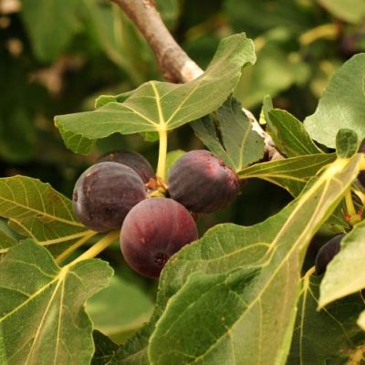 Good Eats: How to Grow Healthy Fig Trees