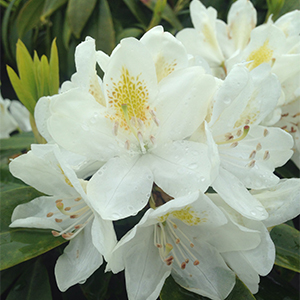 Chionoides Rhododendron