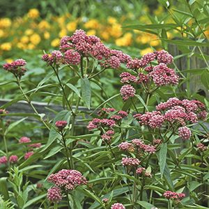 Cinderella Milkweed