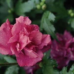 Collie Mullens Rose Of Sharon