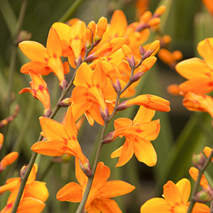 Columbus Montbretia