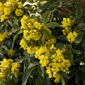 Compact Oregon Grape Holly