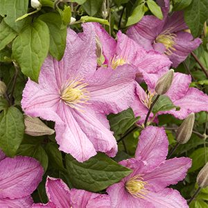 Comtesse de Bouchaud Clematis