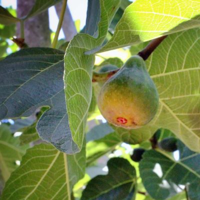Corky’s Honey Delight® Fig fruit on fig tree