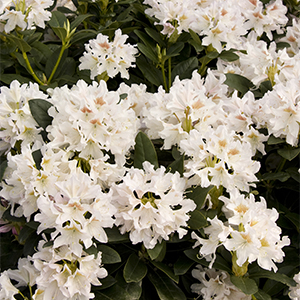 Cunningham’s White Rhododendron