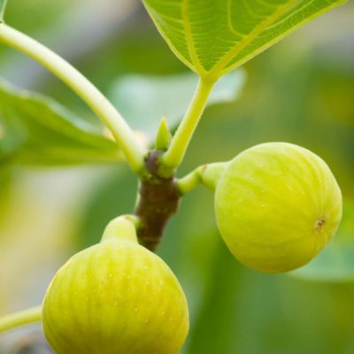 Desert King Fig fruit on tree