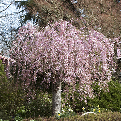 Double Weeping Rosebud Cherry
