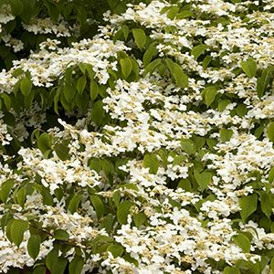 Doublefile Viburnum