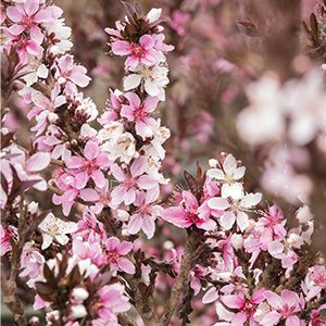 Dwarf Flowering Peach (Prunus persica ‘Bonfire’)