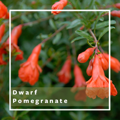 Dwarf Pomegranate