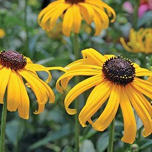 Early Bird Gold Gloriosa Daisy