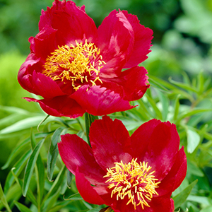 Early Scout Fernleaf Peony