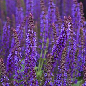 East Friesland Meadow Sage