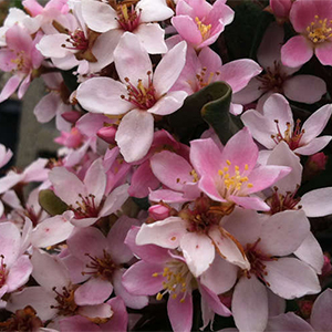 Eleanor Taber™ Indian Hawthorn