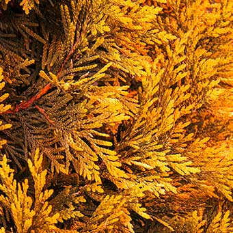 Ember Waves® Western Arborvitae