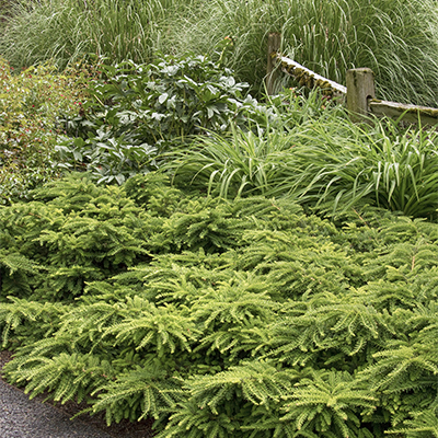 Emerald Spreader® Japanese Yew