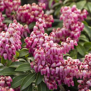 Enchanted Forest® Impish Elf™Lily of the Valley Shrub (Pieris japonica ‘Shy’ PP #26,290)
