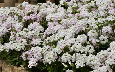 EnduraScape%E2%84%A2-White-Blush-Verbena-400x250