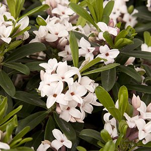 Eternal Fragrance Daphne (Daphne transatlantica ‘BLAFRA’ PP #18,361)