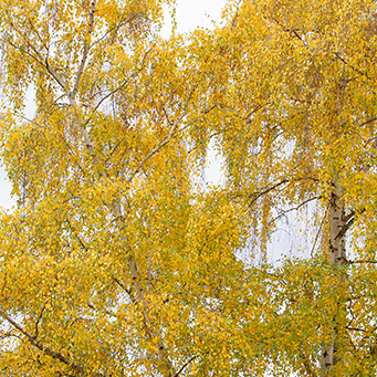 European White Birch