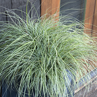 EverColor® Everlite Variegated Sedge