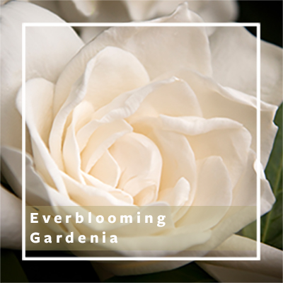 Everblooming Gardenia (Grafted)