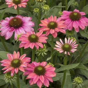 Evolution™ Green Eye Coneflower