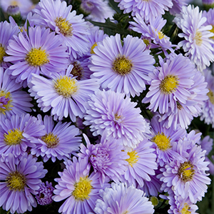 Farmington™ Michaelmas Daisy