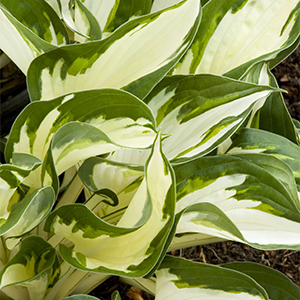 Fire And Ice hosta