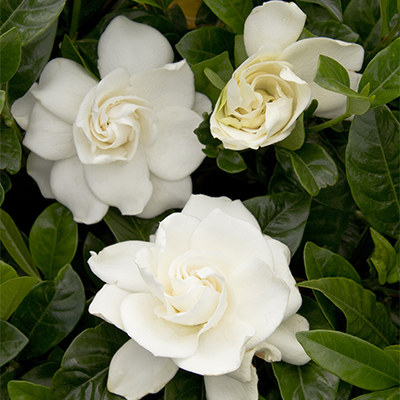 First Love® Gardenia (Grafted)